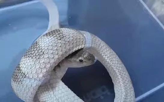 骰子猎人海蛇实战评测:五星海蛇属性全面解析与体验分享