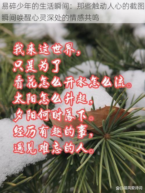 易碎少年的生活瞬间:那些触动人心的截图瞬间唤醒心灵深处的情感共鸣
